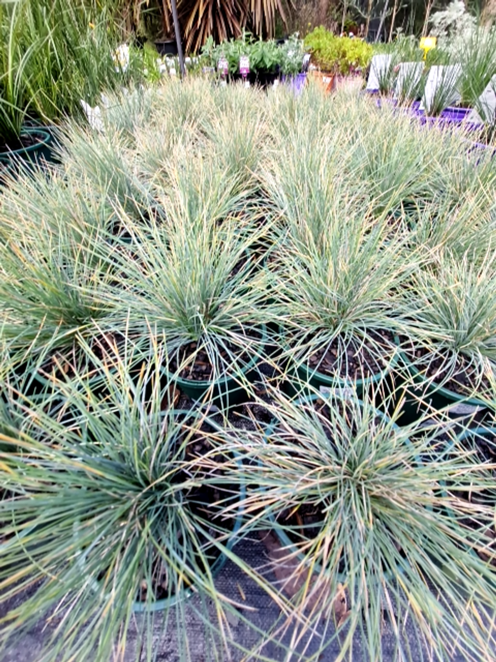 POA SIEBERIANA BLUE TUSSOCK (14CM)