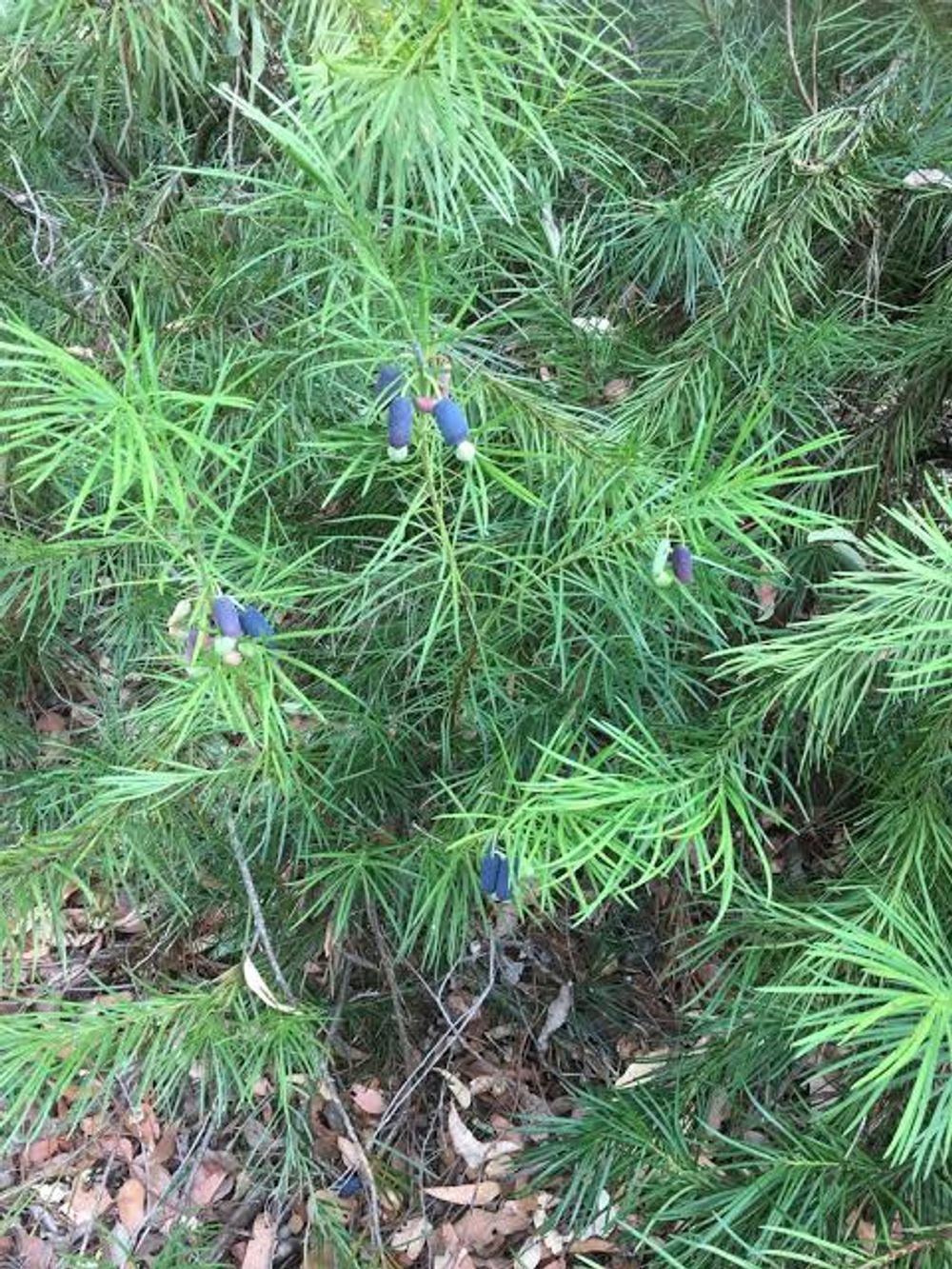 PODOCARPUS EMU PLUM BUSH BUSH FOOD (20CM)
