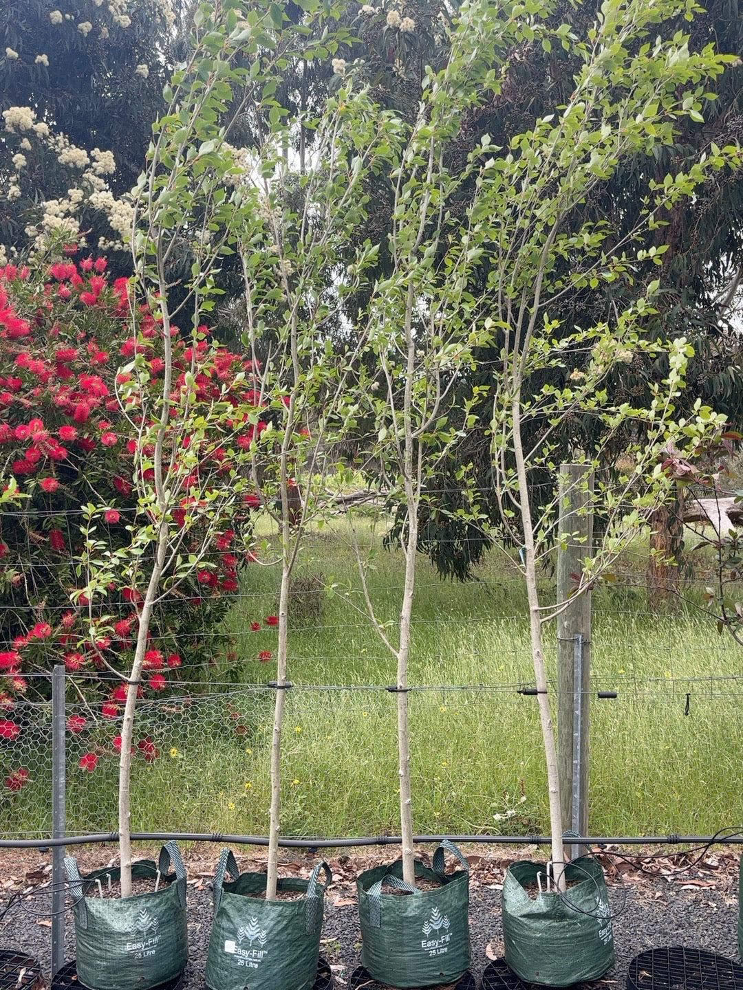 Populus Simon Poplar (25lt)