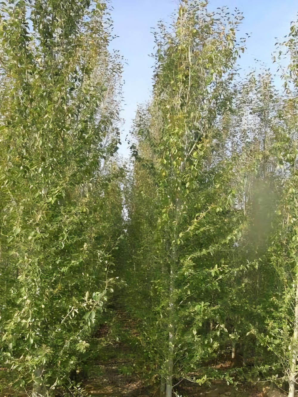 Populus simonii Simon Poplar/Chinese Poplar (25lt)