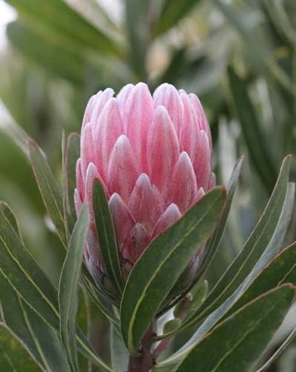 Protea Pink Ice (14cm)