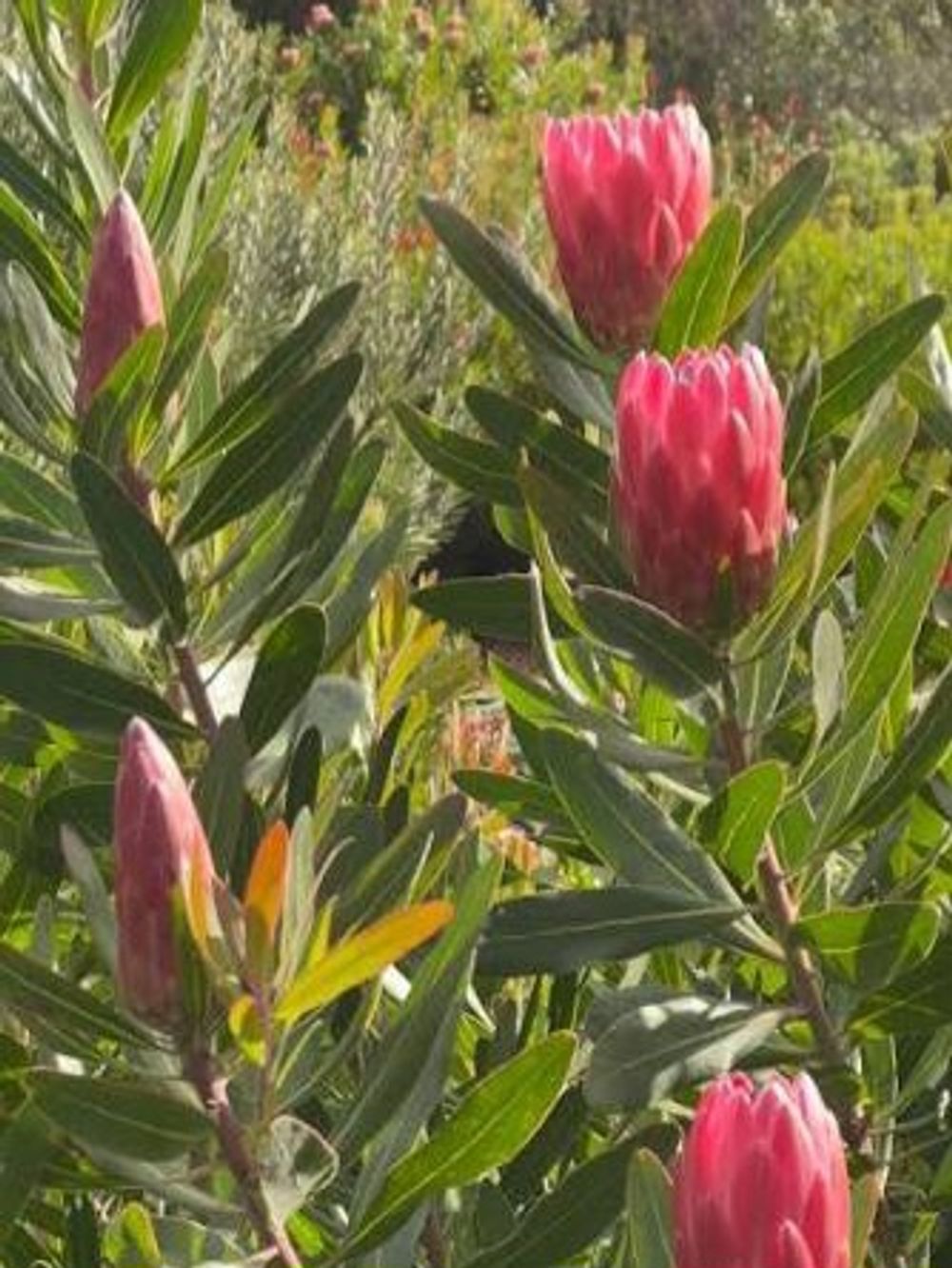 PROTEA SPECIAL PINK ICE (14CM)