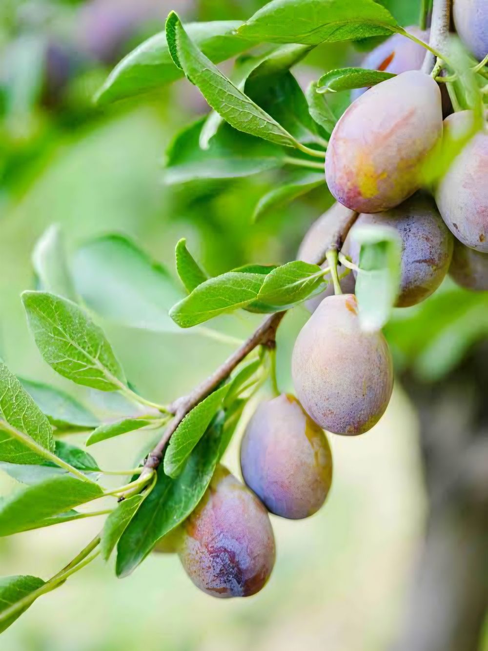 Prune D'Agen European Prune/Plum (25lt)