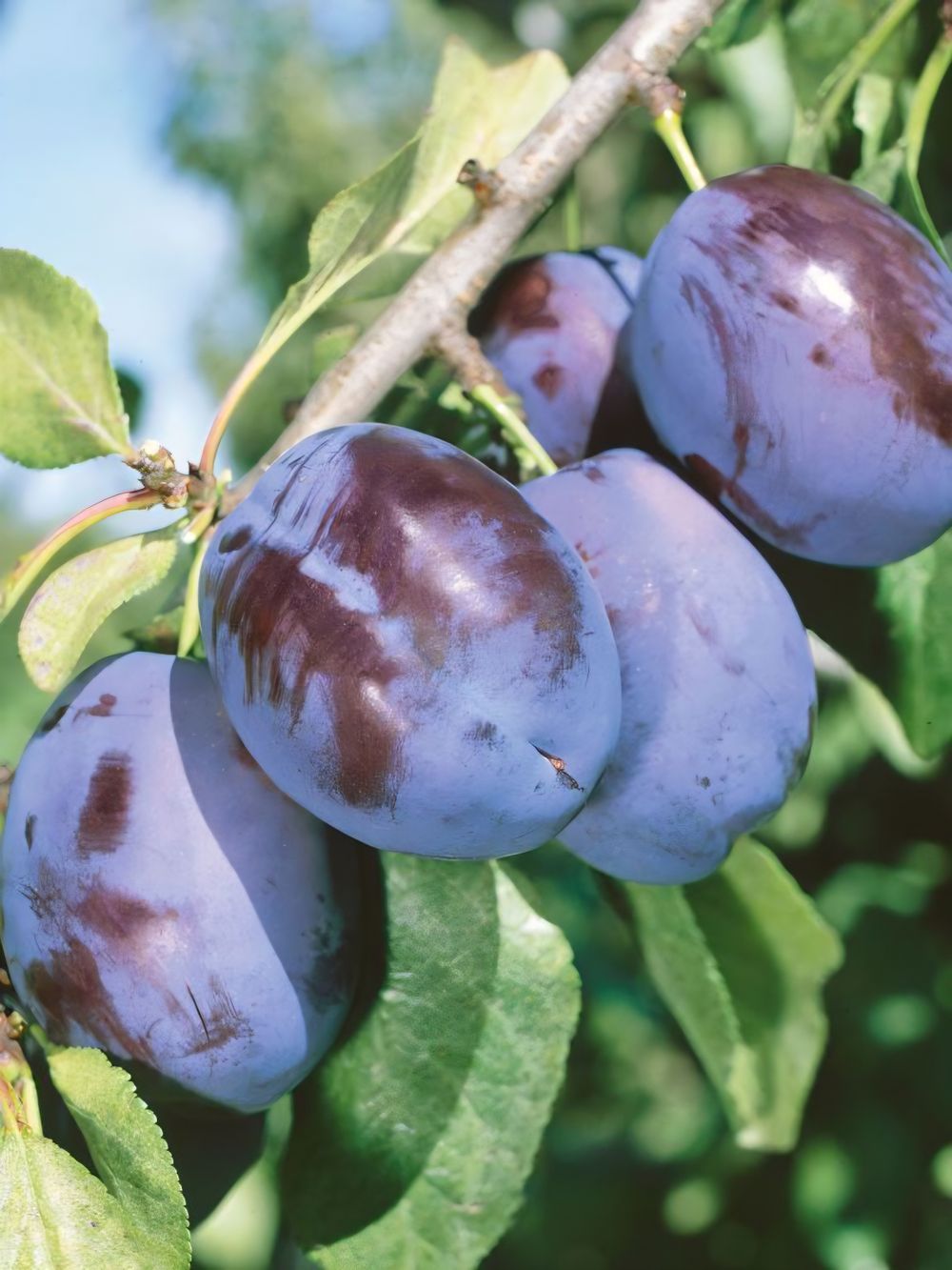 Prunus Robe de Sargeant Prune (25lt)