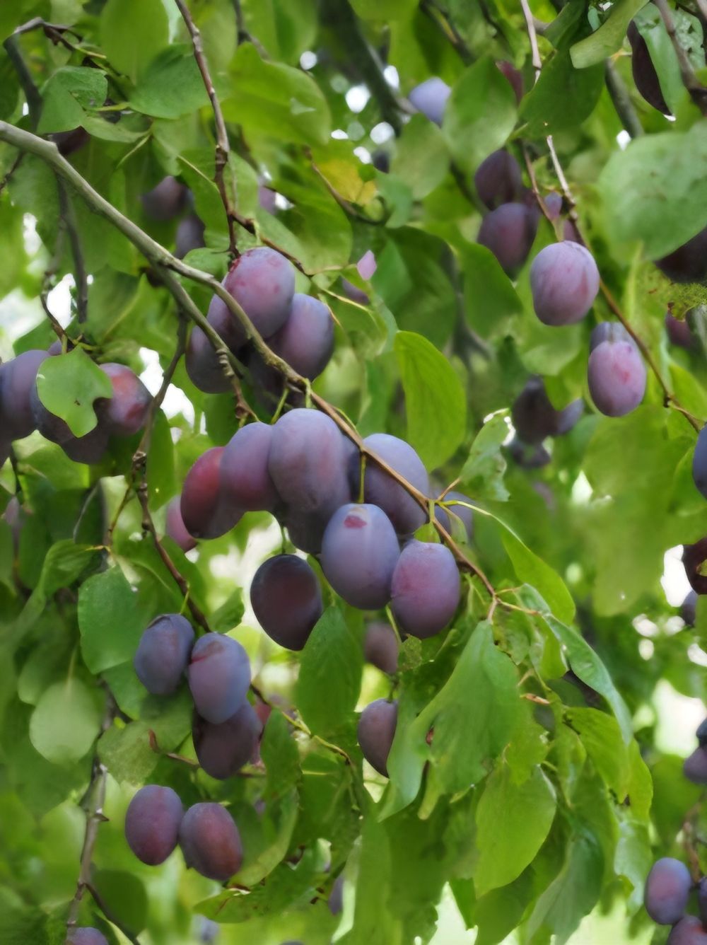Prune Sugar Plum (25lt)