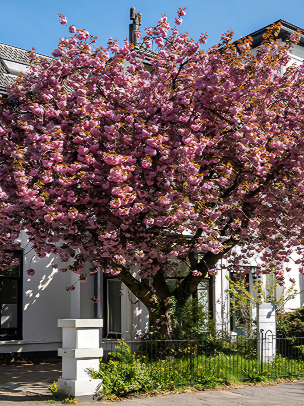 PRUNUS FLOWERING CHERRY KANZAN (25LT)