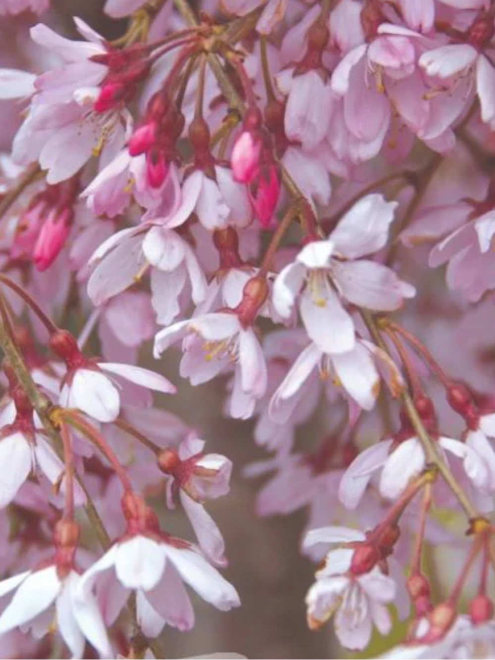 Prunus pisnshzam Pink Snow Showers Flowering Cherry (45lt)