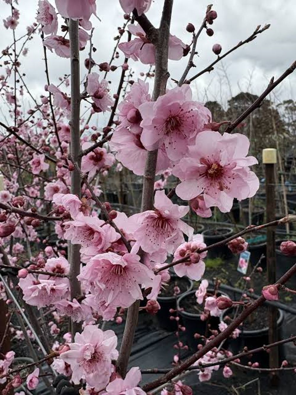 Prunus x blireana Double Flowering Plum (25lt)