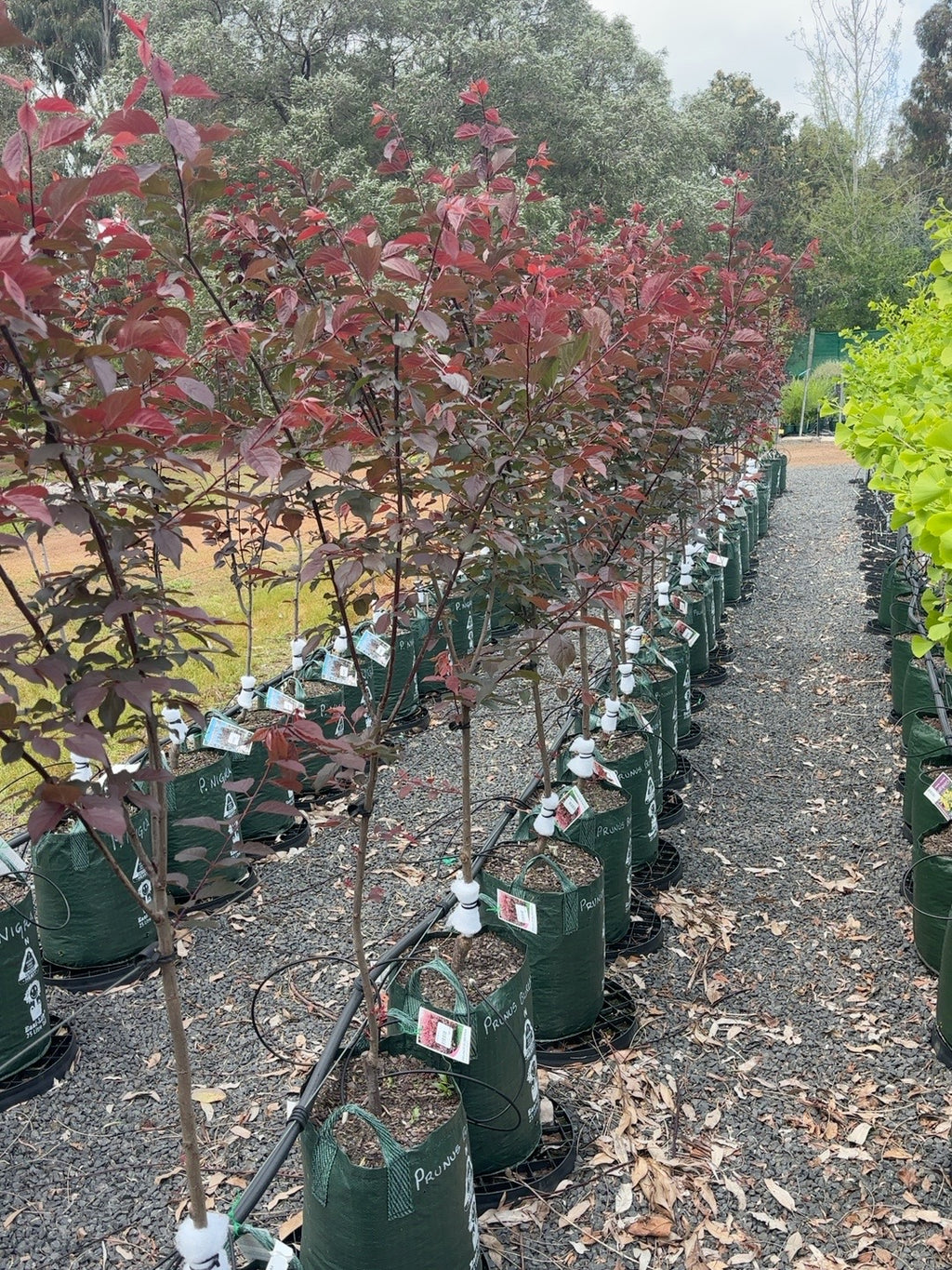 Prunus Plum blireana Dbl Pink (25lt)