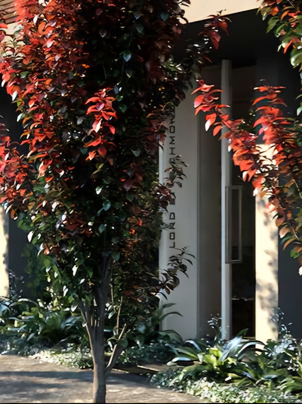 Prunus cerasifera Oakville Crimson Spire Fastigiate (35lt)