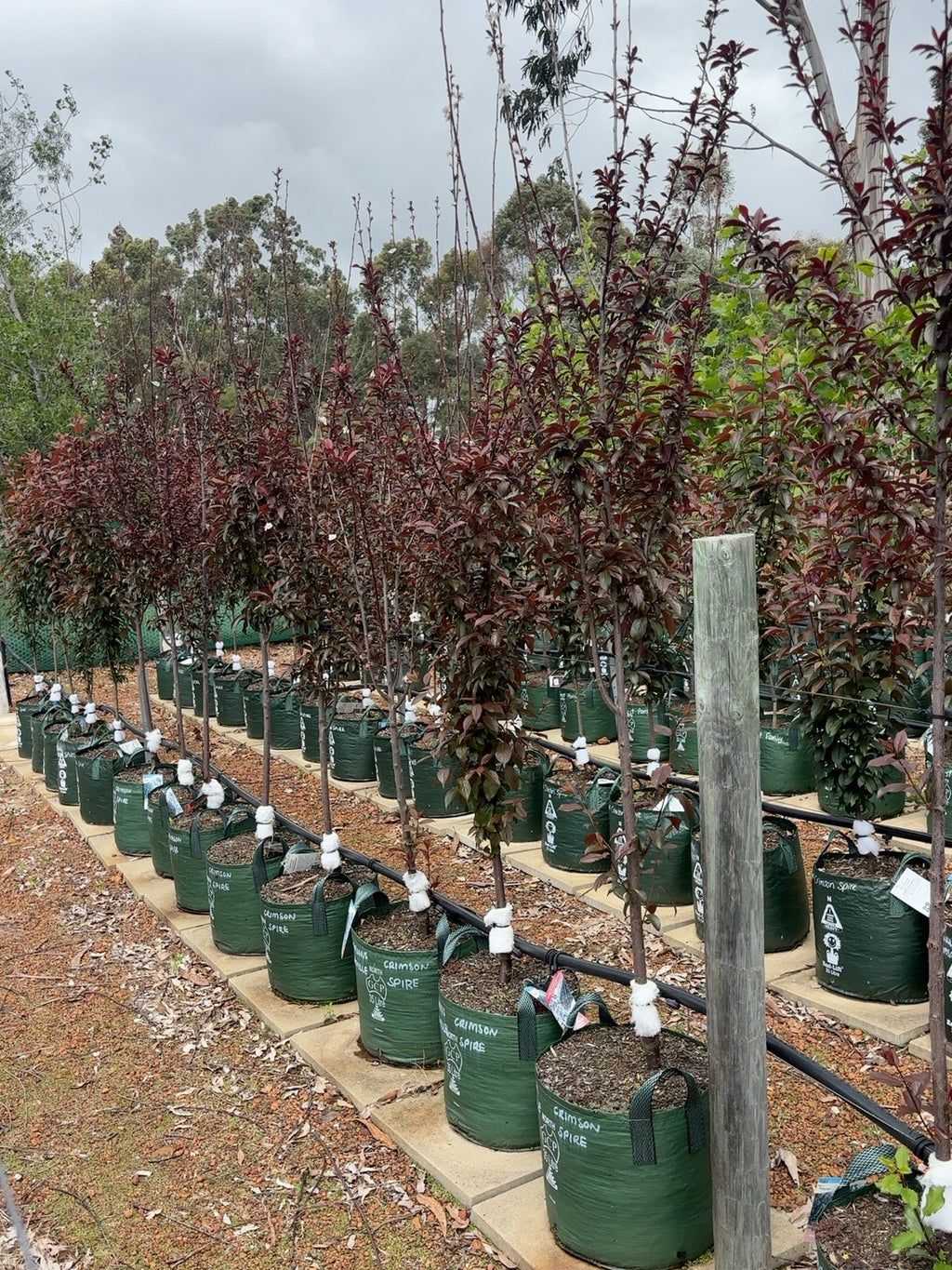 Prunus Plum Oakville Crimson Spire (35lt)