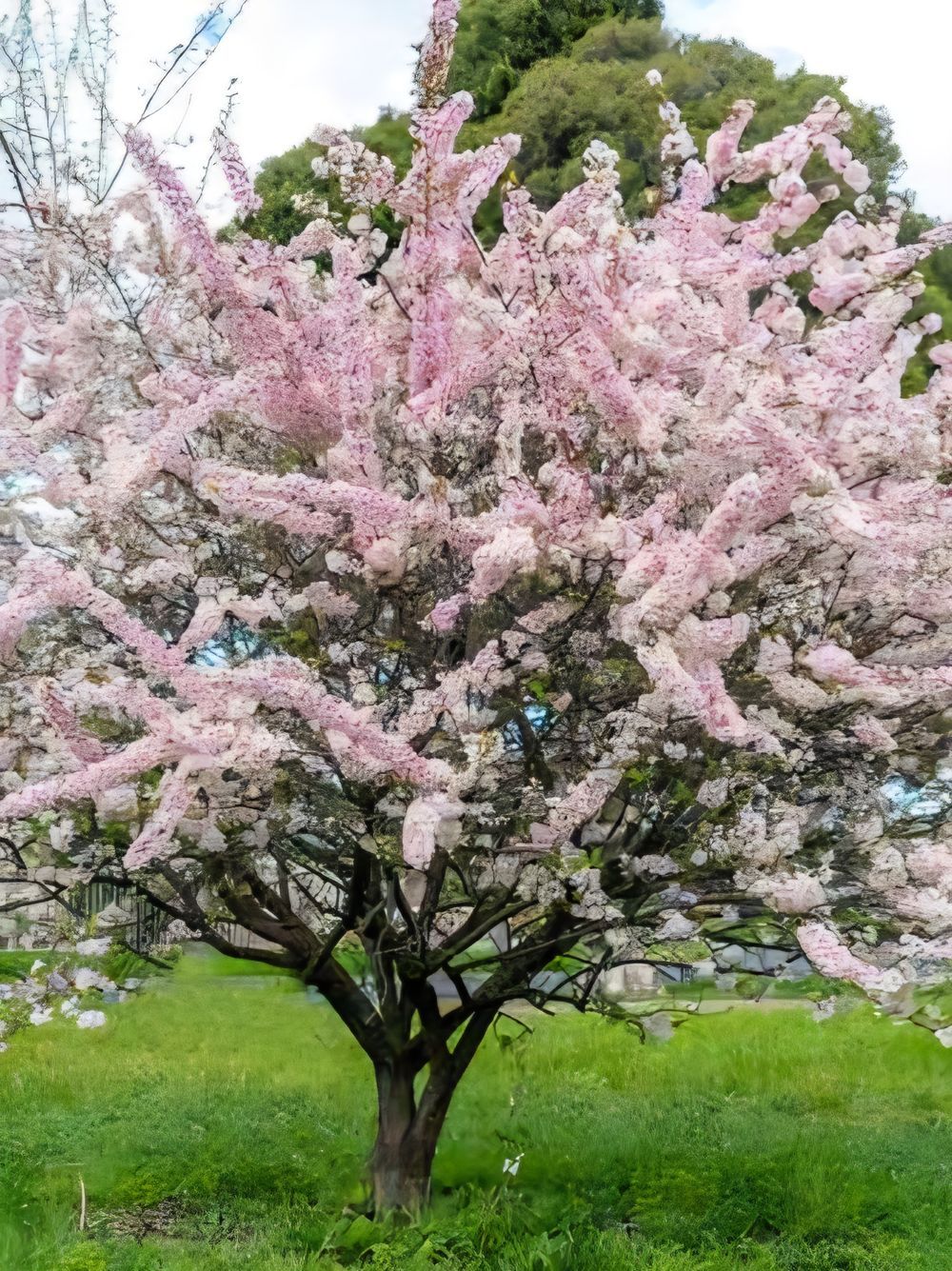 Prunus elvins Flowering Plum (25lt)