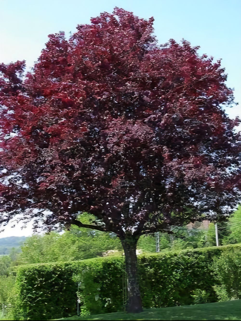 Prunus cerasifera Nigra Flowering Plum (25lt)