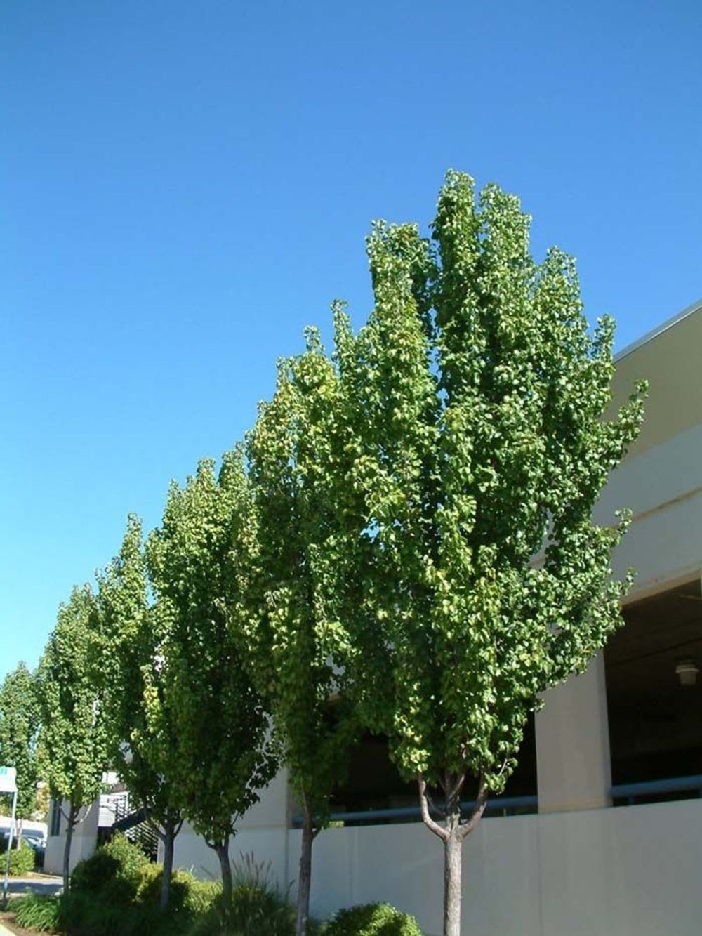  Pyrus calleryana Capital Ornamental Pear Tree (25lt)