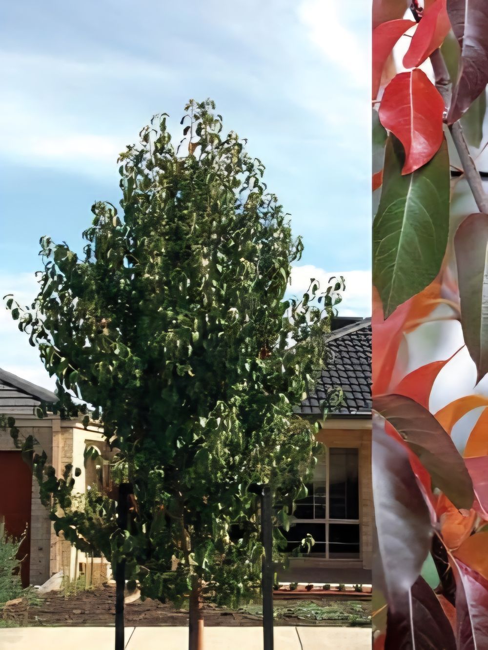 Pyrus betulaefolia x Edgedell Edgewood (45lt)