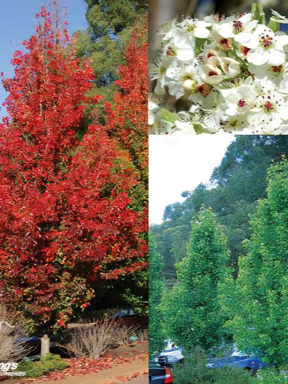 Pyrus calleryana Chanticleer Glens Form Ornamental Pear (45lt)
