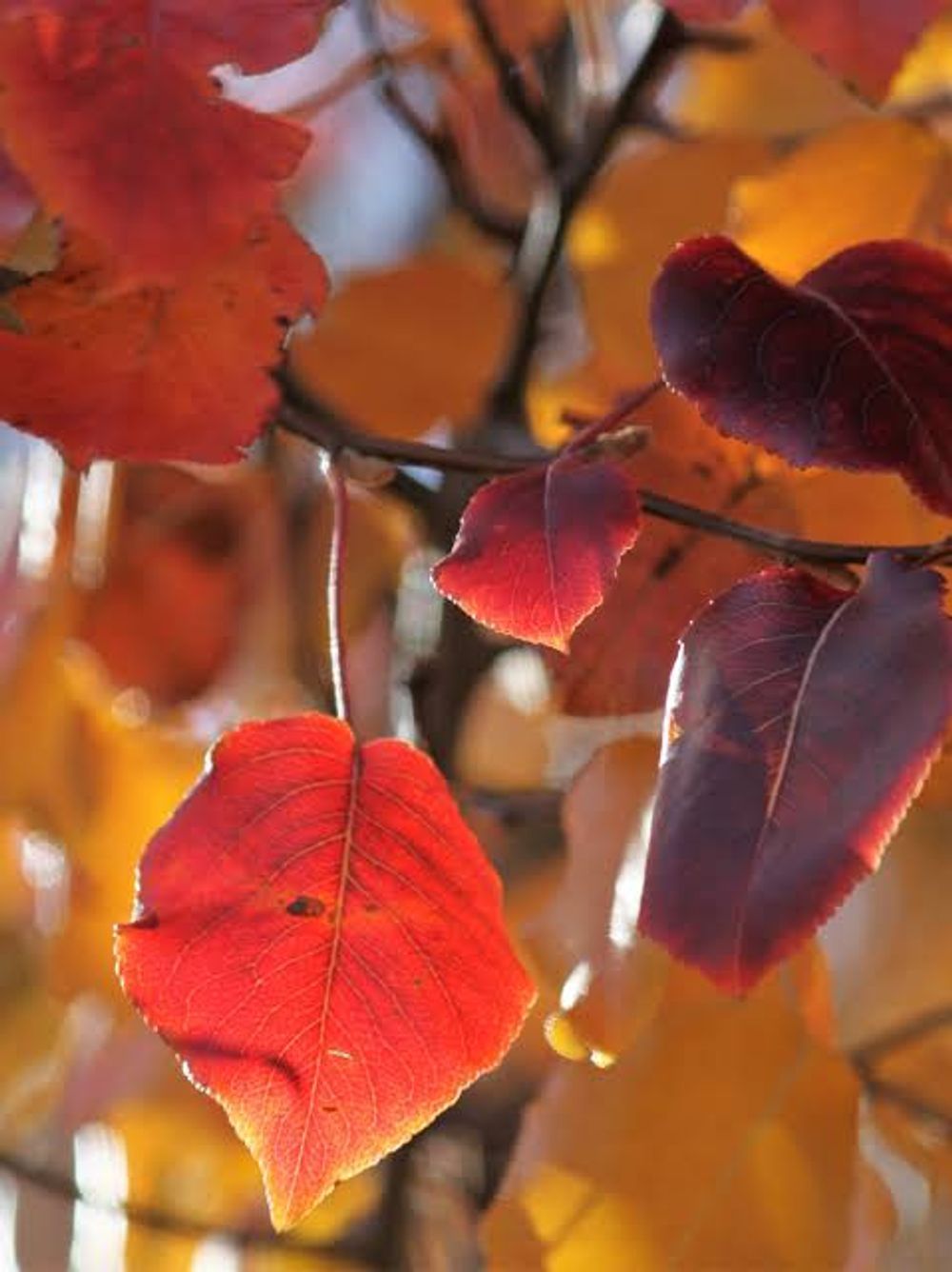 Pyrus ussuriensis Dwarf Manchurian Pear (25lt)