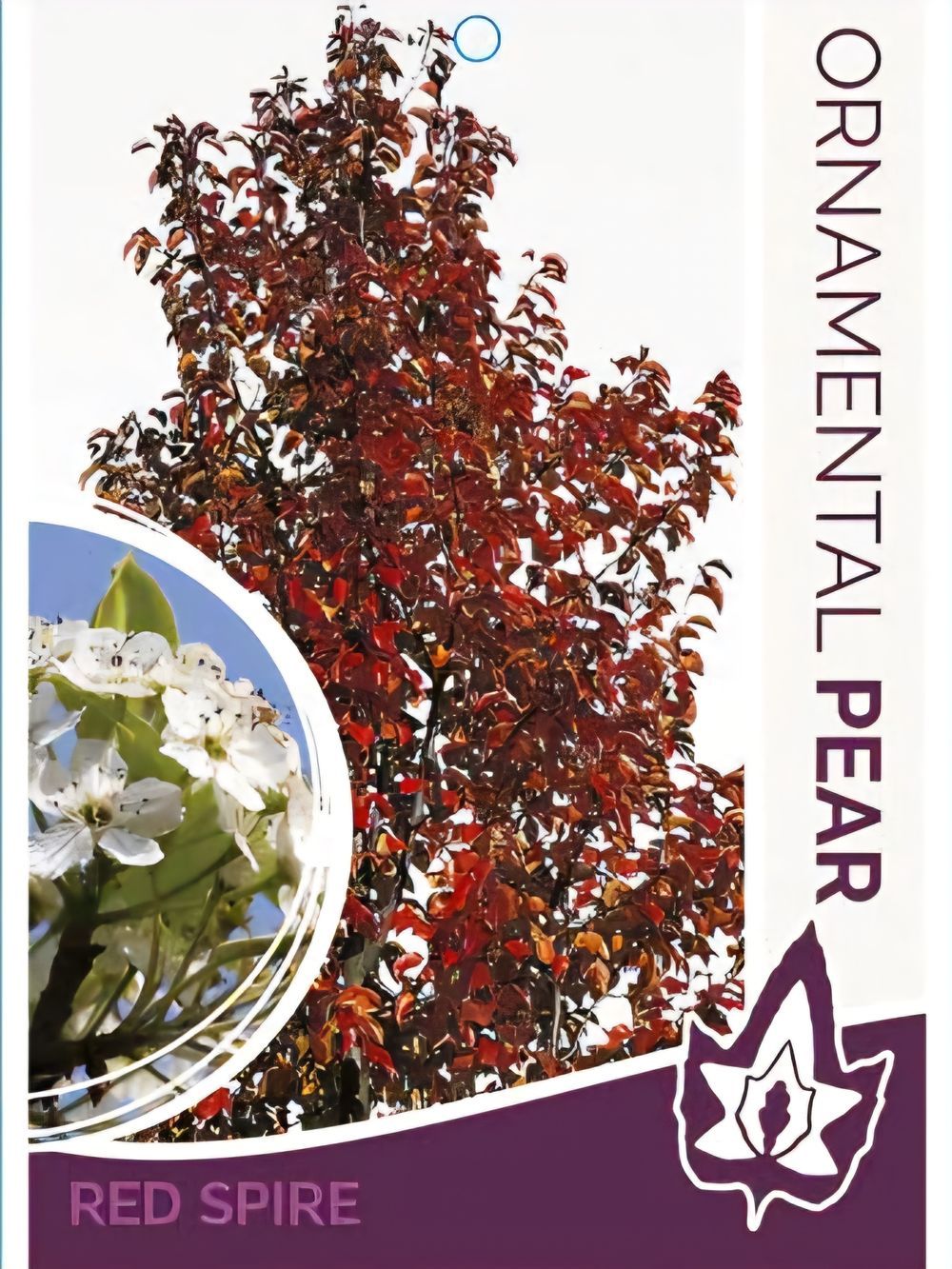 Pyrus calleryana Red Spire (45lt)
