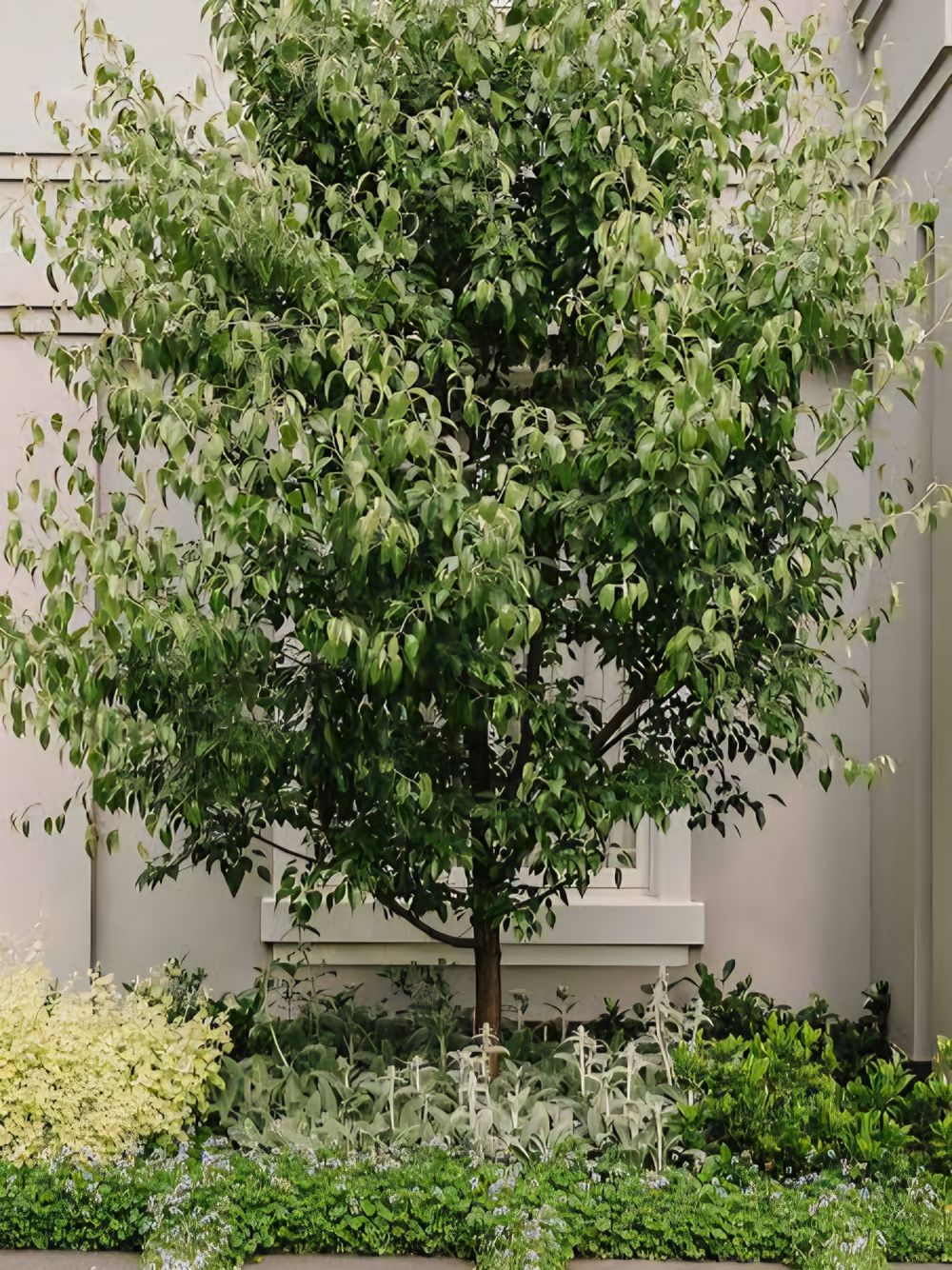 Pyrus nivalis Snow Pear (25lt)
