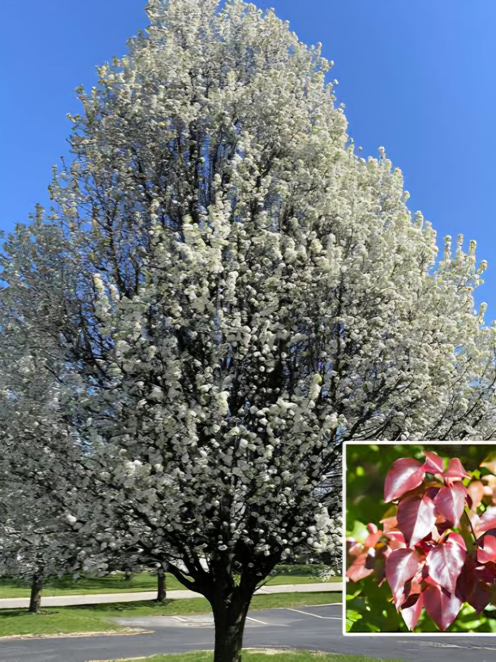 Pyrus calleryana Winter Glow (45lt)