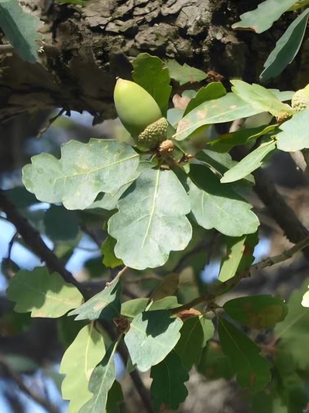 Quercus douglasii Blue Oak (45lt)