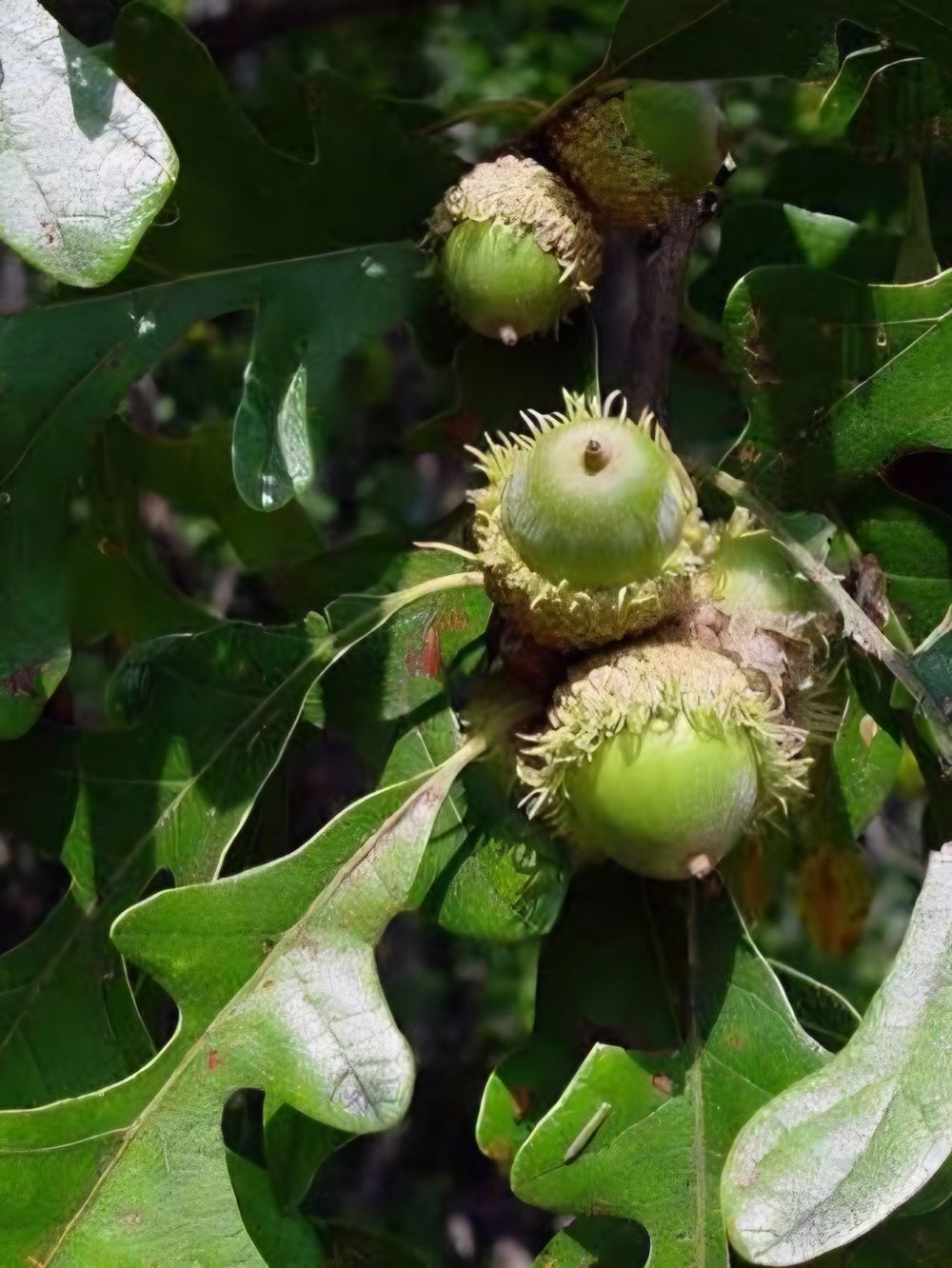 Quercus macrocarpa Burr Oak (45lt)
