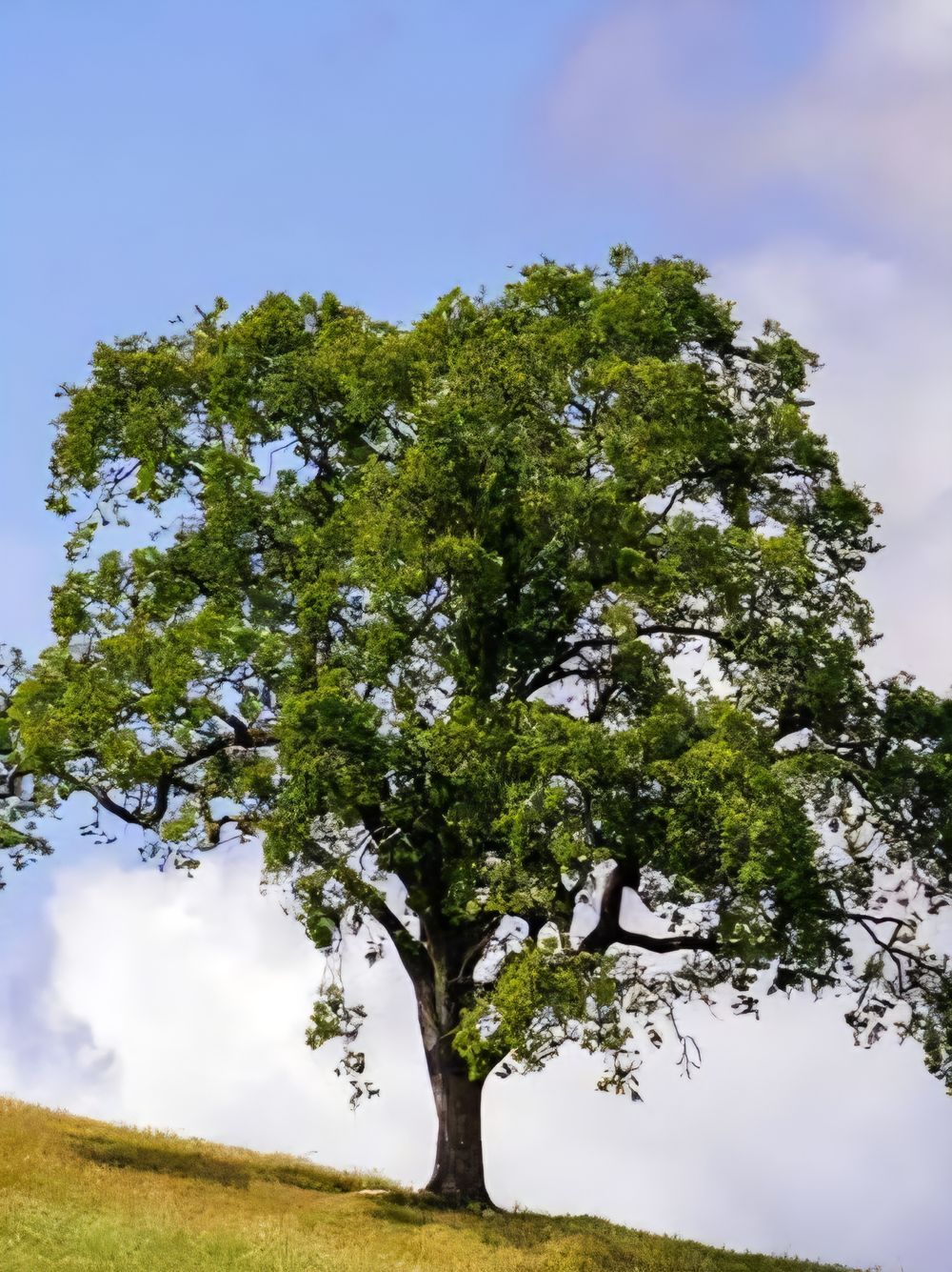 Quercus agrifolia Coastal Live Oak (45lt)