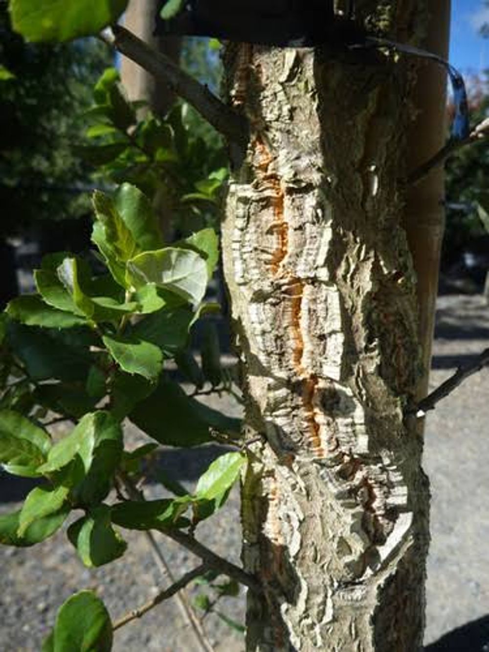 Quercus suber Cork Oak (45lt)