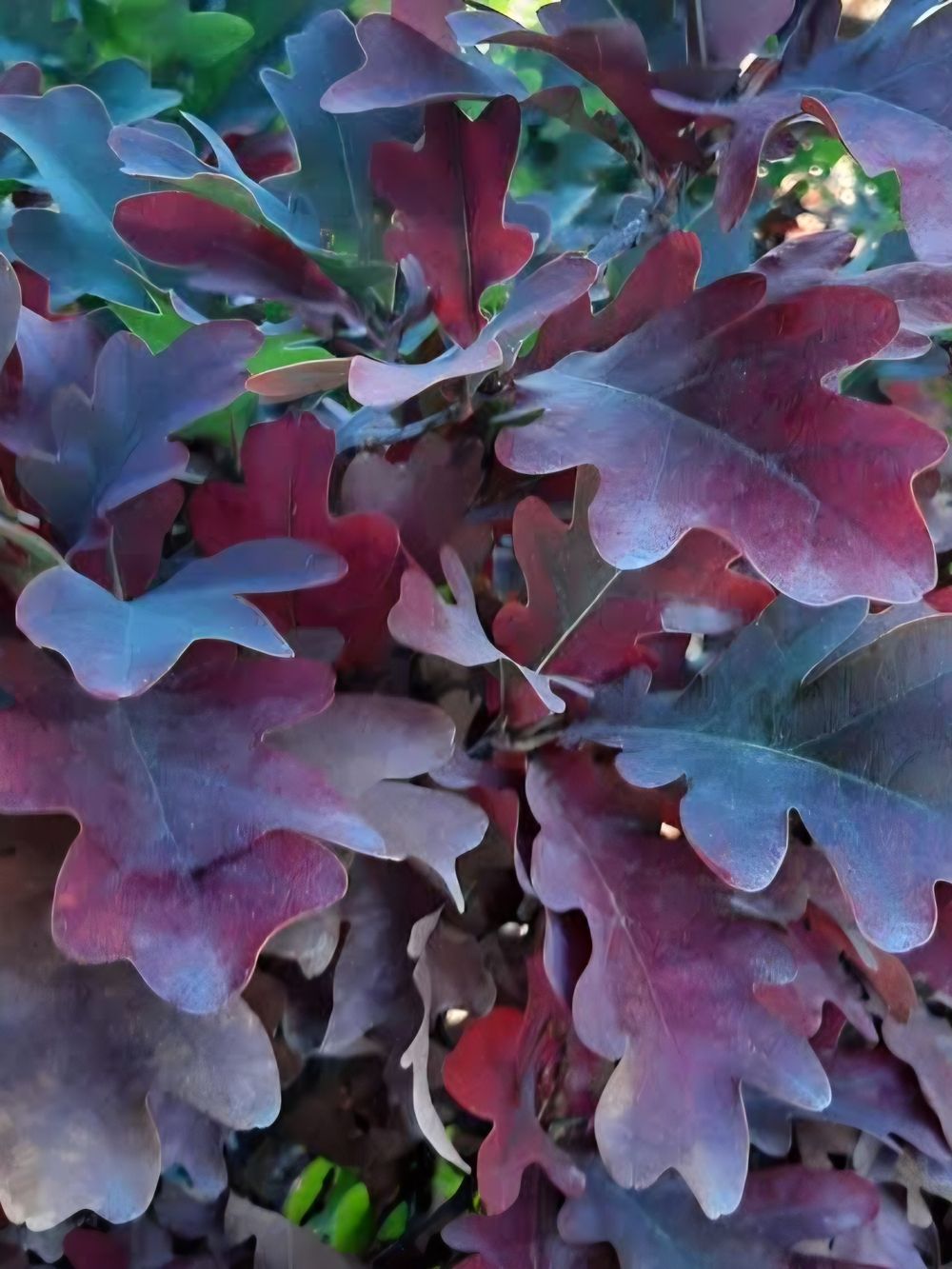 Quercus robur alba Crimson Spire (35lt)