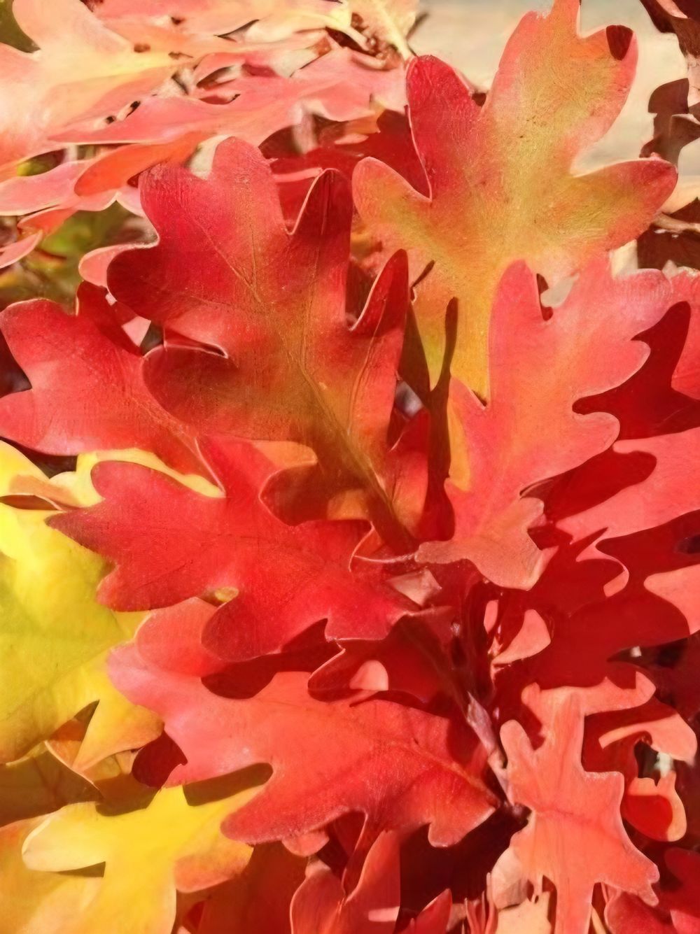 Quercus robur alba Crimson Spire (45lt)