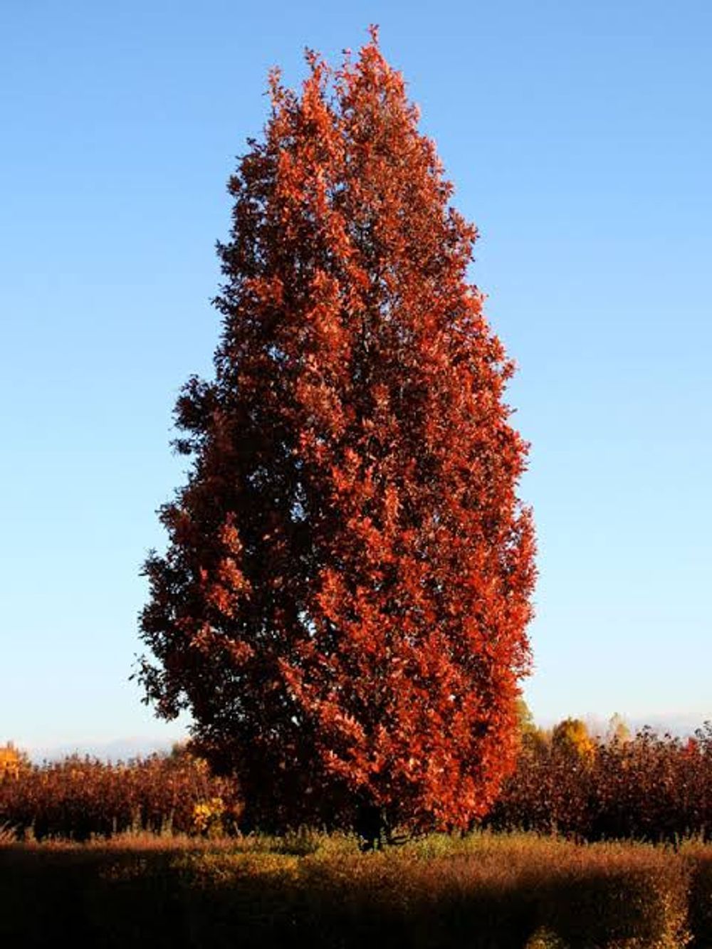 Quercus robur alba Crimson Spire (45lt)