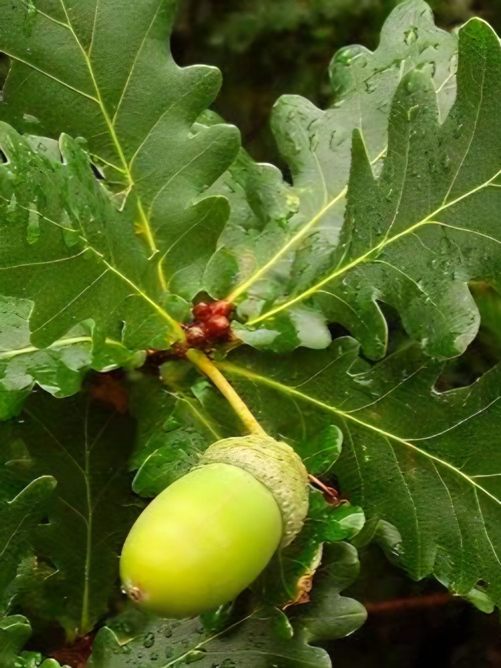 Quercus robur English Oak (45lt)