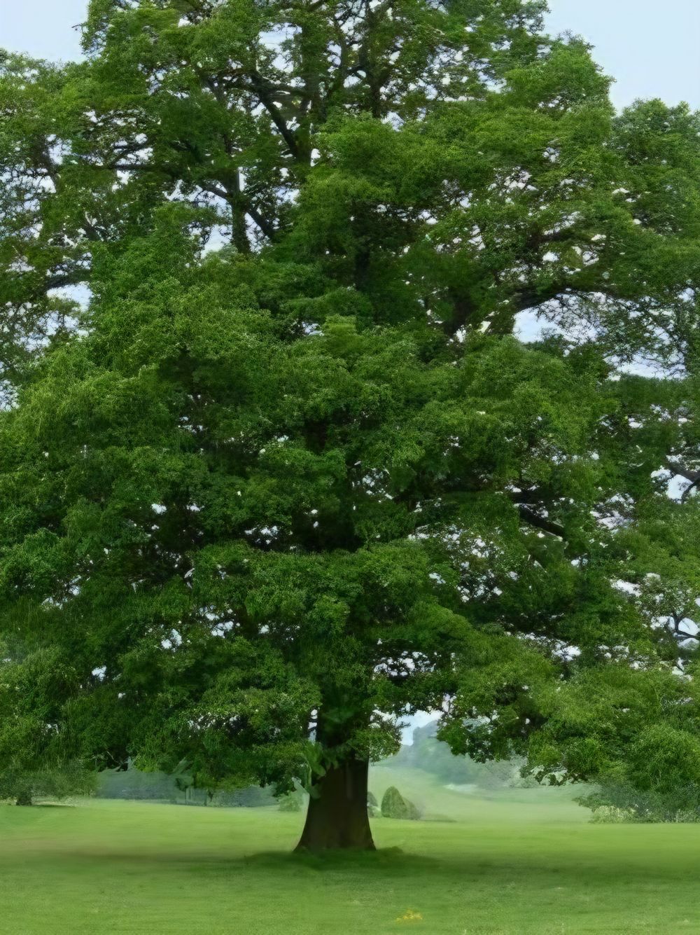 Quercus robur English Oak (45lt)