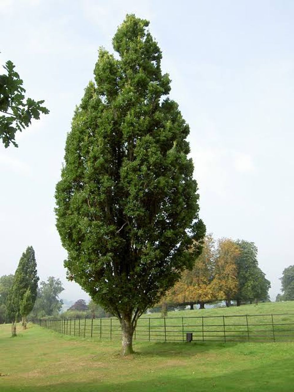 Quercus robur Fastigiata English Oak (25lt)
