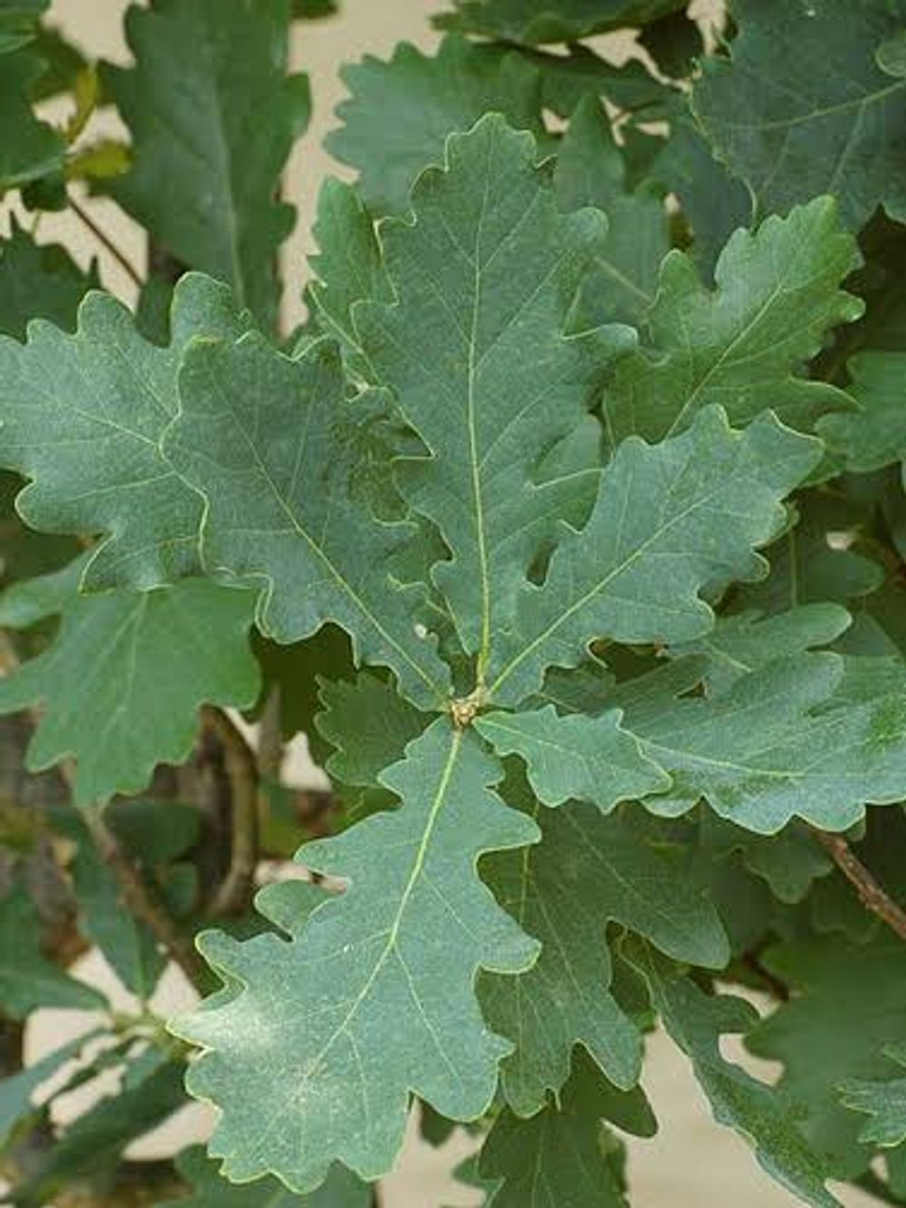 Quercus robur Fastigiata English Oak (45lt)