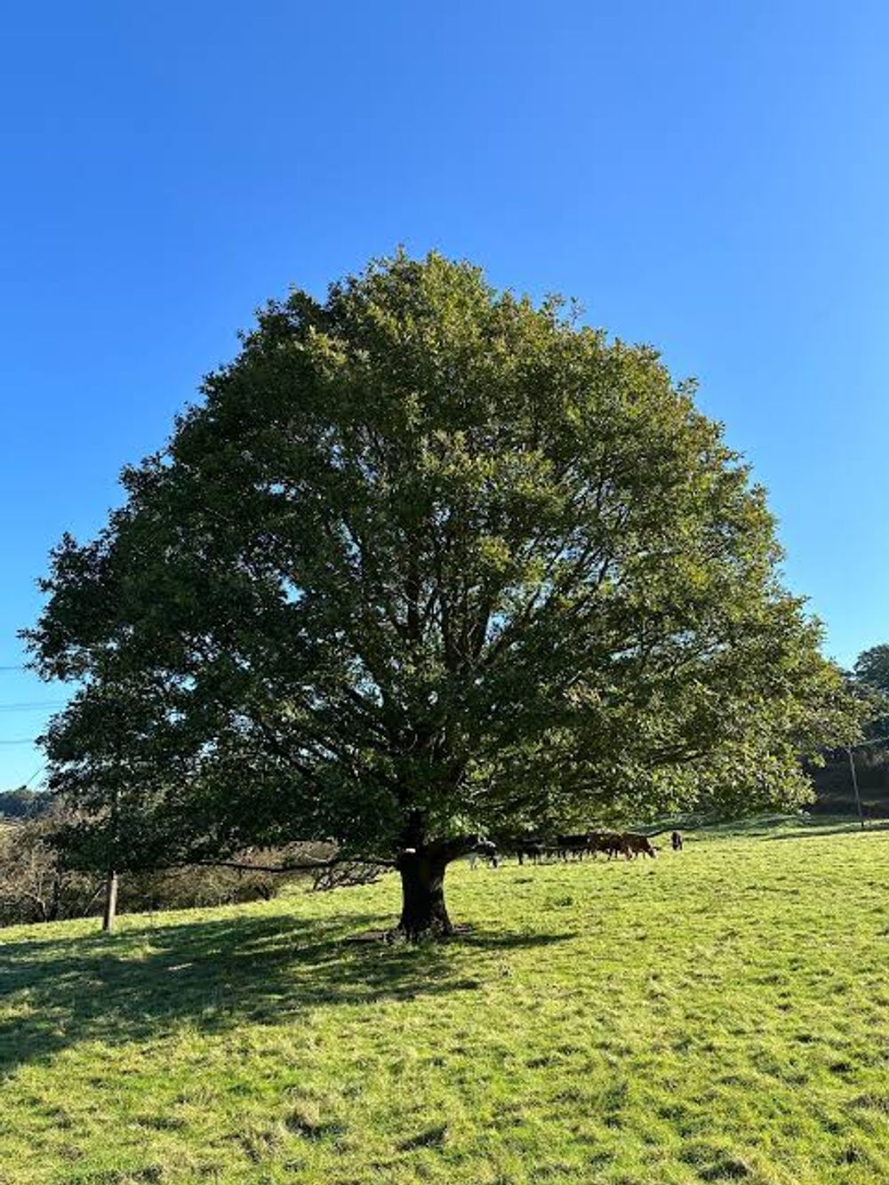 Quercus petraea Sessile Oak/French Oak (45lt)