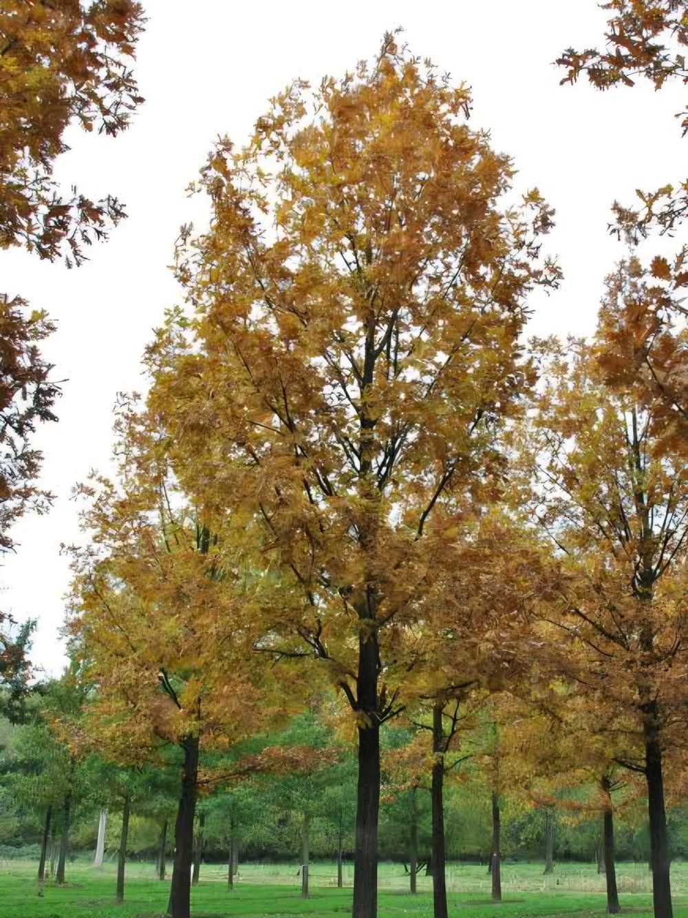 Quercus frainetto Hungarian Oak (45lt)