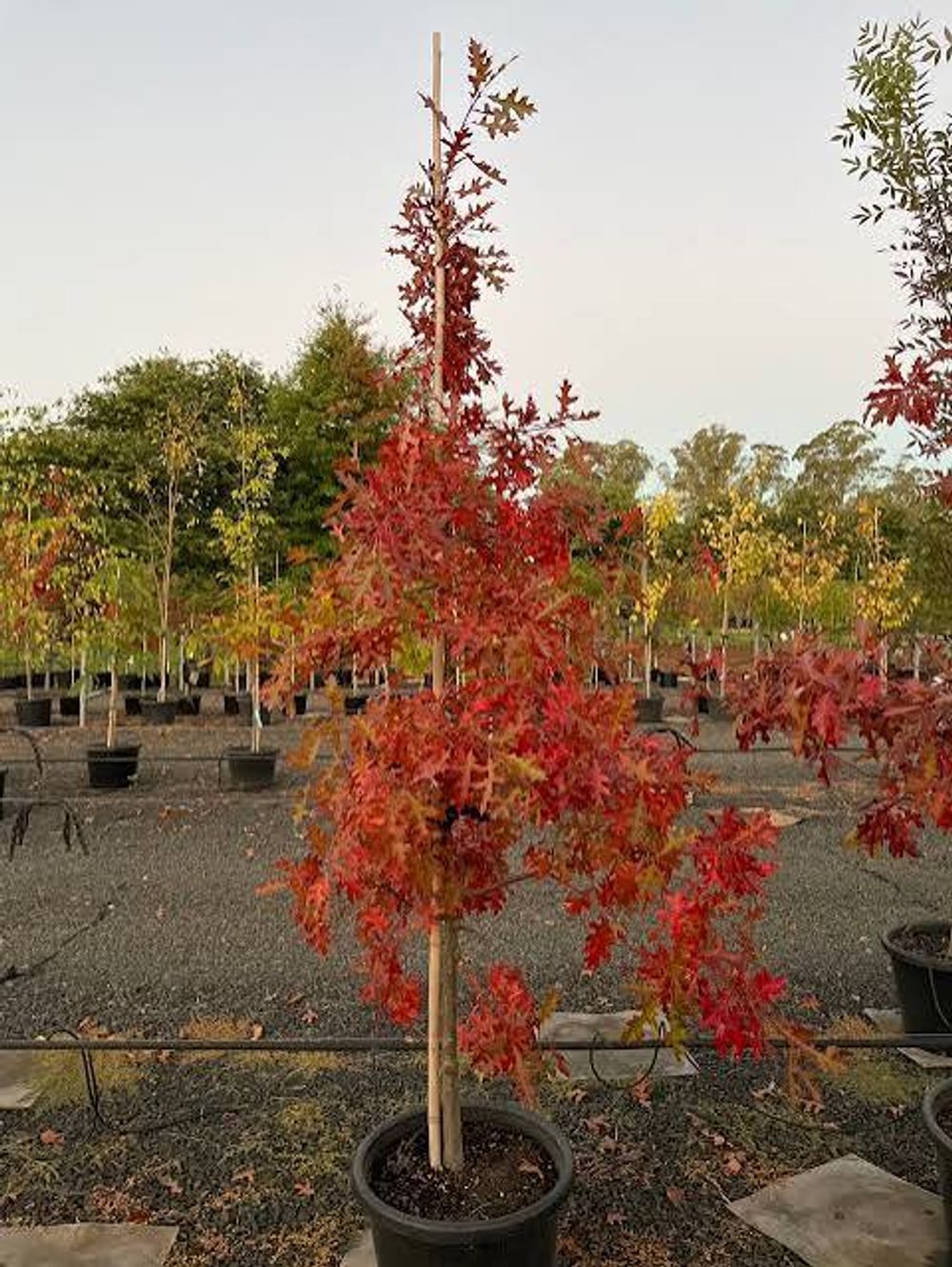 Quercus Pin Oak Tree (45lt) palustris