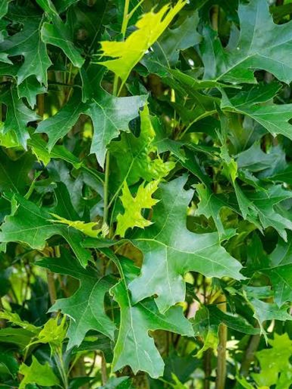 Quercus palustris Pringreen Green Pillar (45lt)