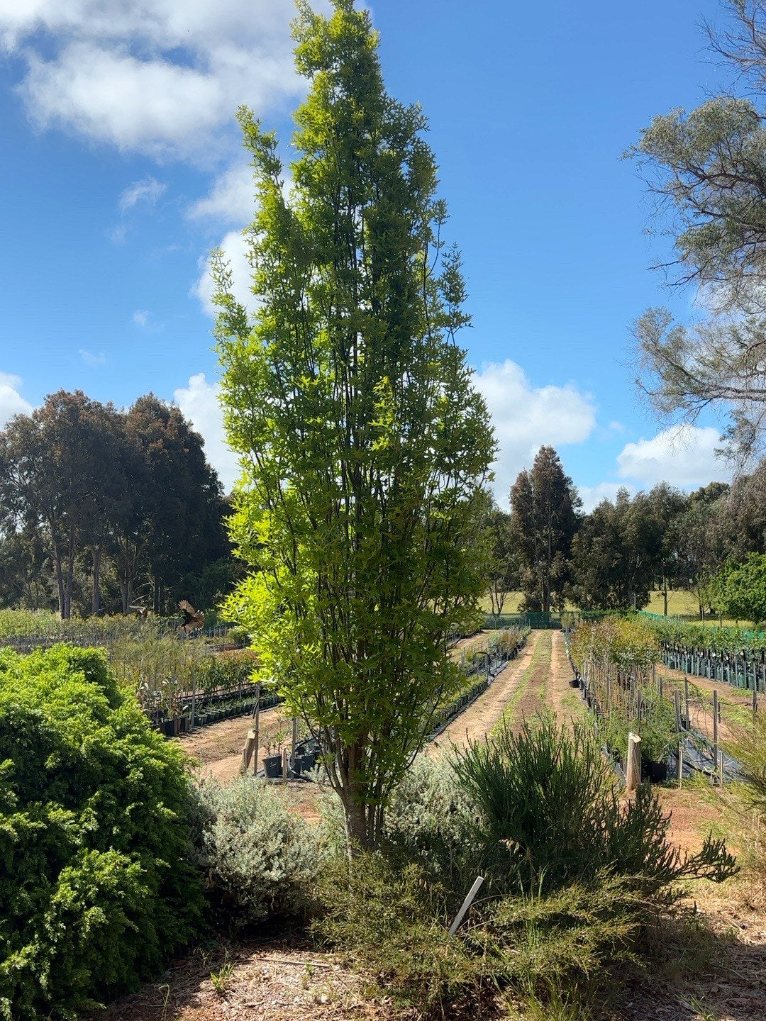 Quercus Pingreen Green Pillar (45lt) palustris