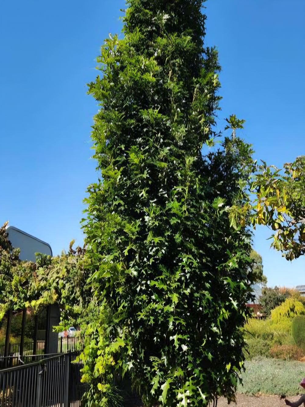 Quercus palustris Pringreen Green Pillar (45lt)