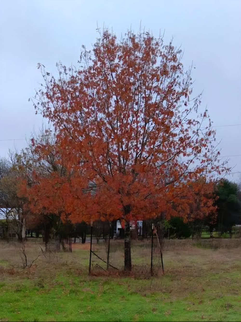 Quercus buckleyi Texas Red Oak (45lt)