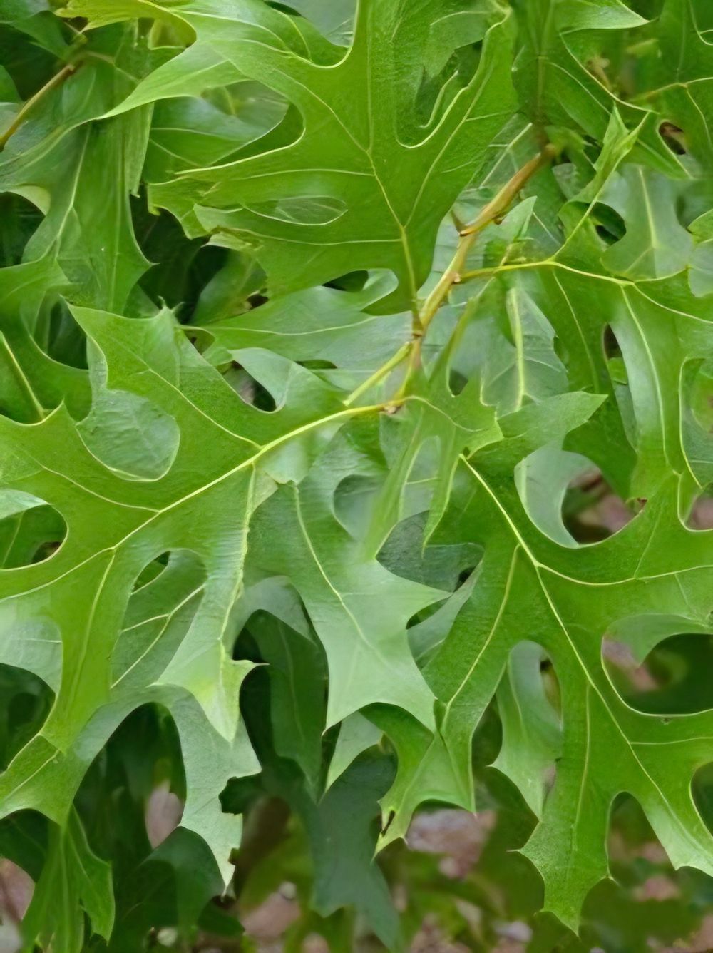 Quercus cerris Turkey Oak (45lt)
