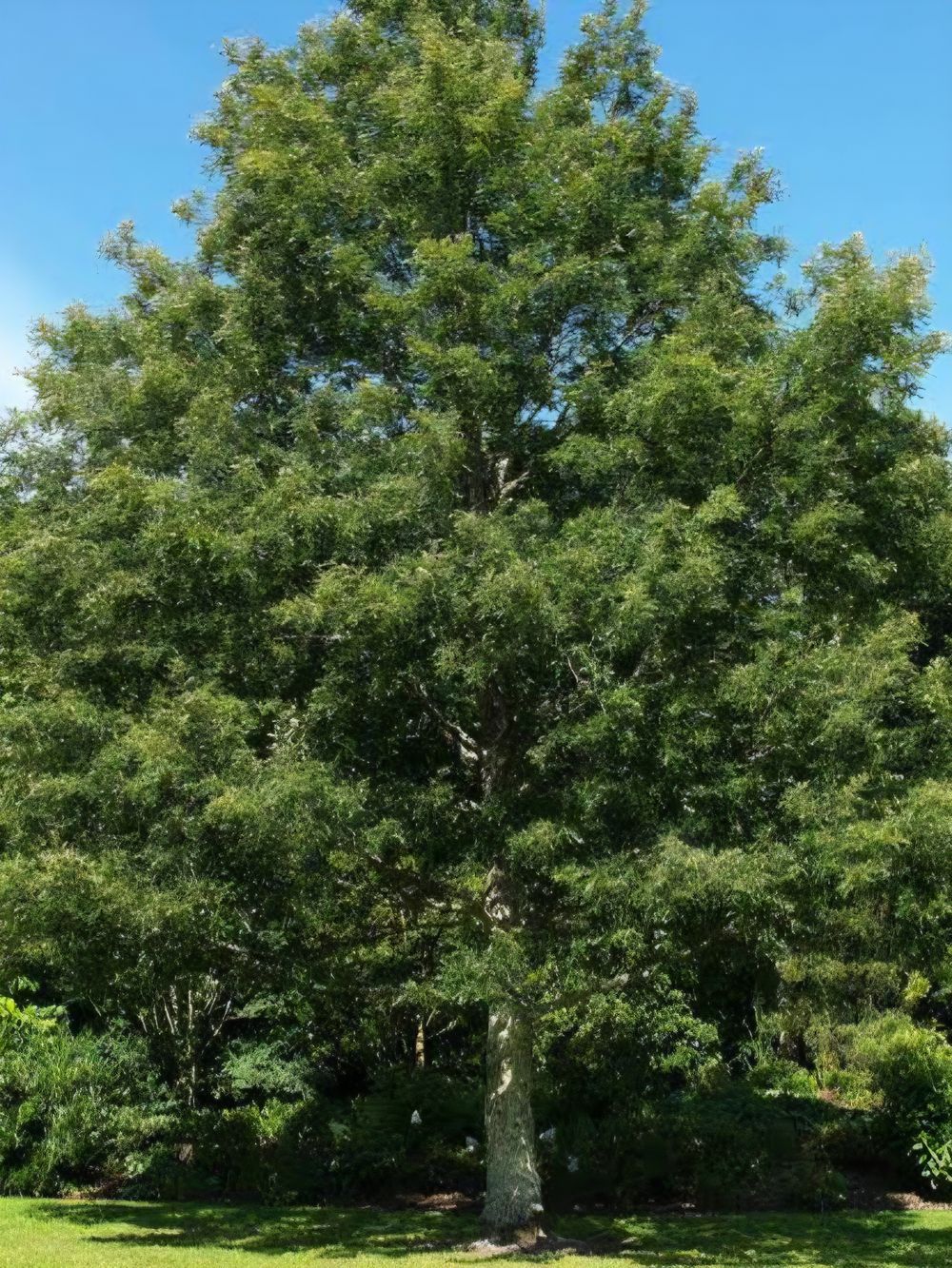 Quercus cerris Turkey Oak (45lt)