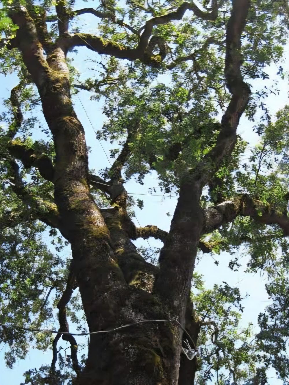 Quercus lobata Valley Oak (45lt)