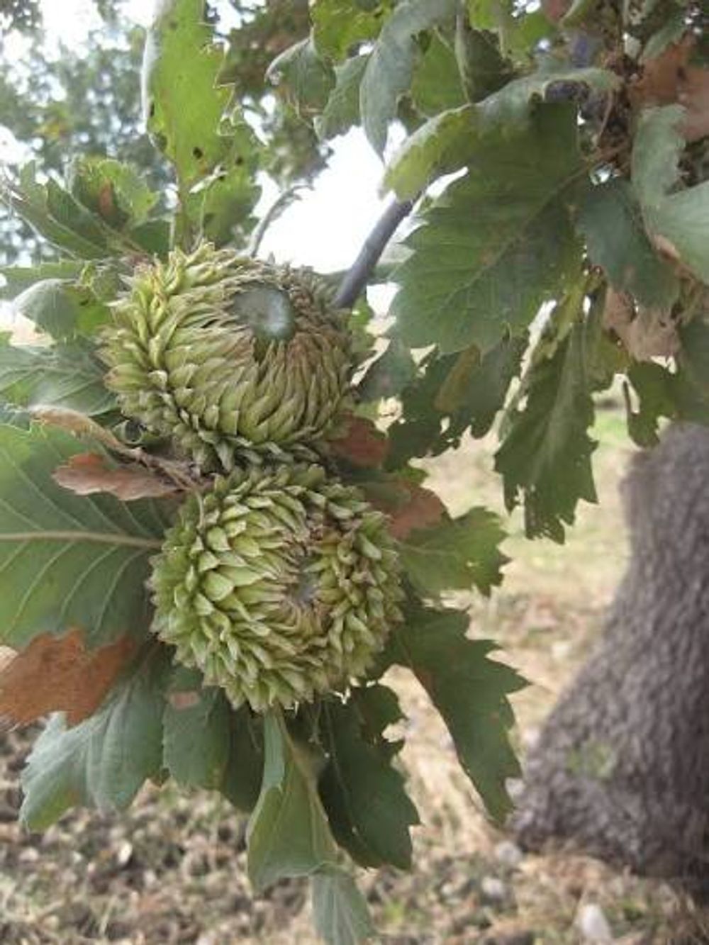 Quercus macrolepis Valonia Oak (45lt)