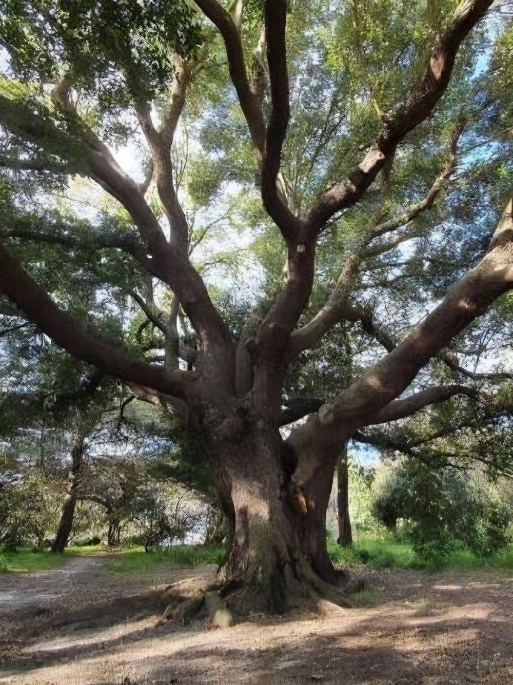 Quercus virginiana Southern Live Oak (45lt)
