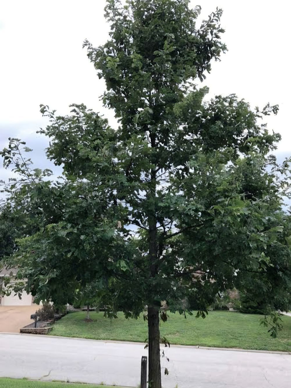 Quercus bicolour Swamp White Oak (45lt)