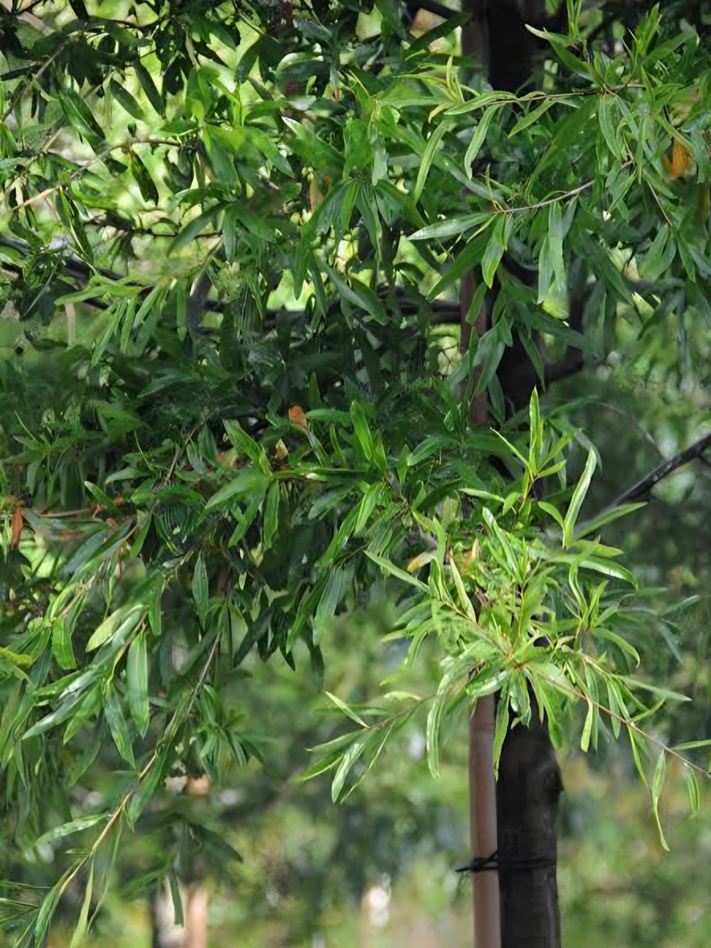 Quercus phellos Willow Oak (25lt)