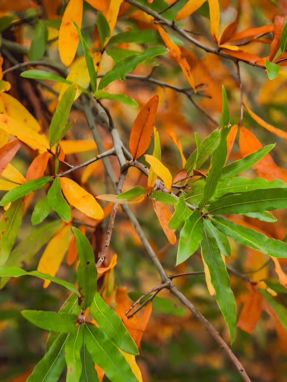 Quercus phellos Willow Oak (25lt)